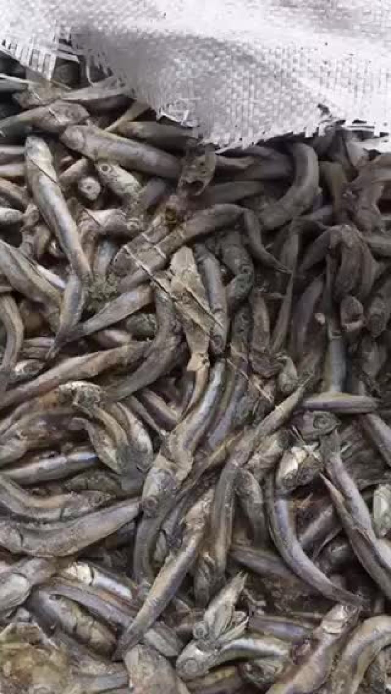 各种饲料鱼，大量有货，需要的老板咨询