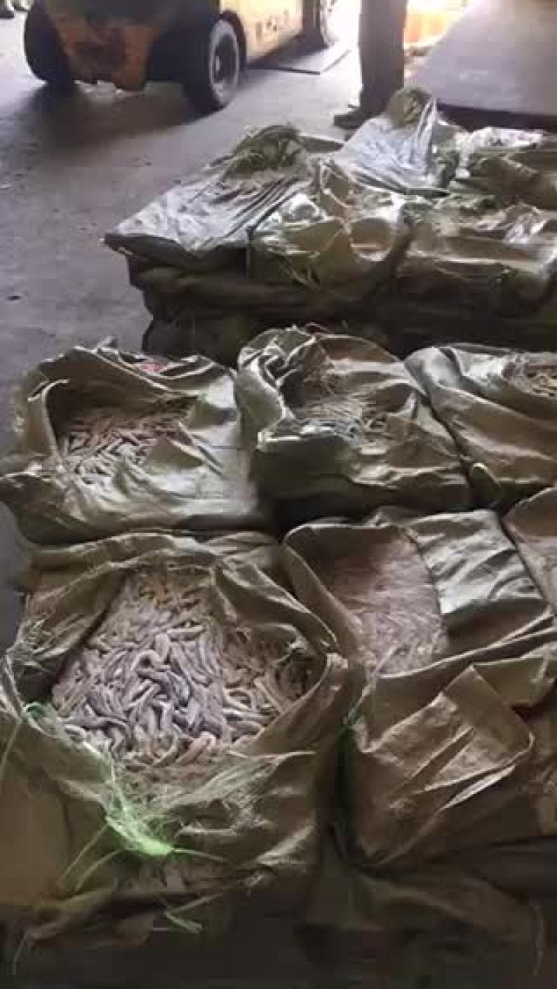 各种饲料鱼，大量有货，需要的老板咨询