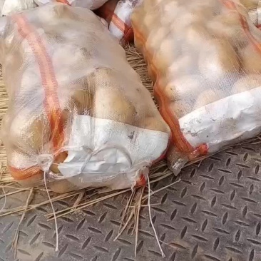 土豆大量上市中，关迎滴滴。
