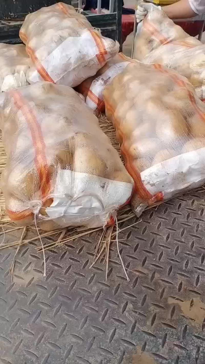 土豆大量上市中，关迎滴滴。