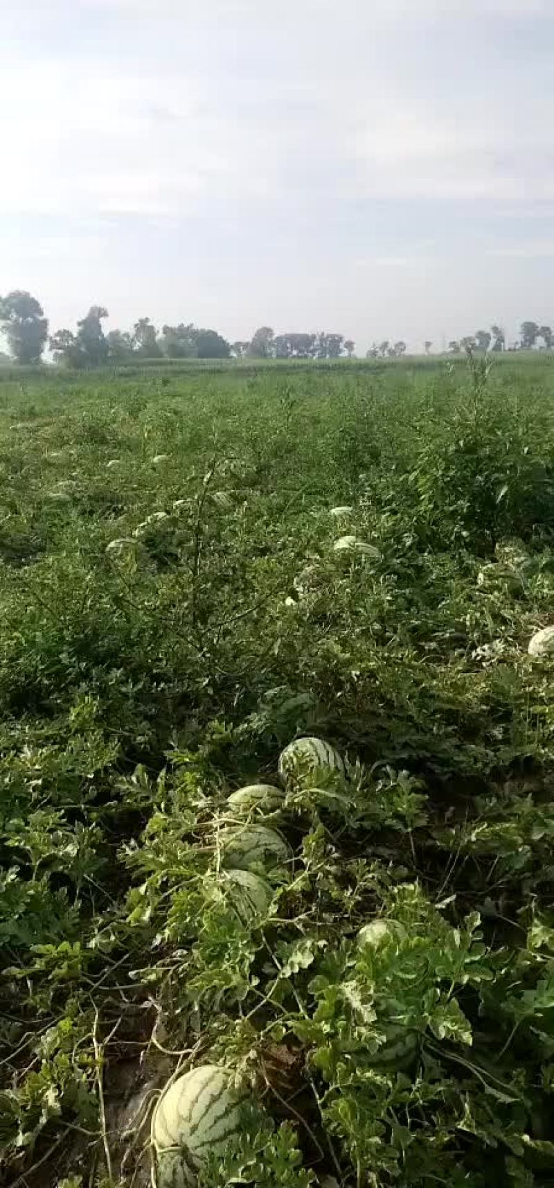 定襄西瓜，金城五号大量有货，