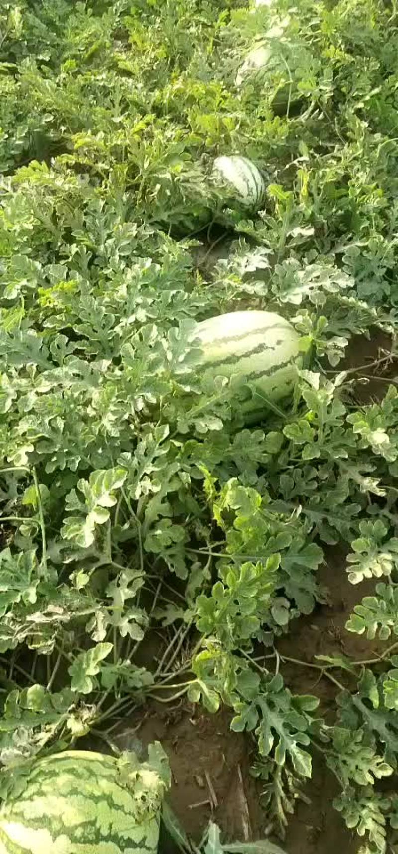 定襄西瓜，金城五号大量有货，