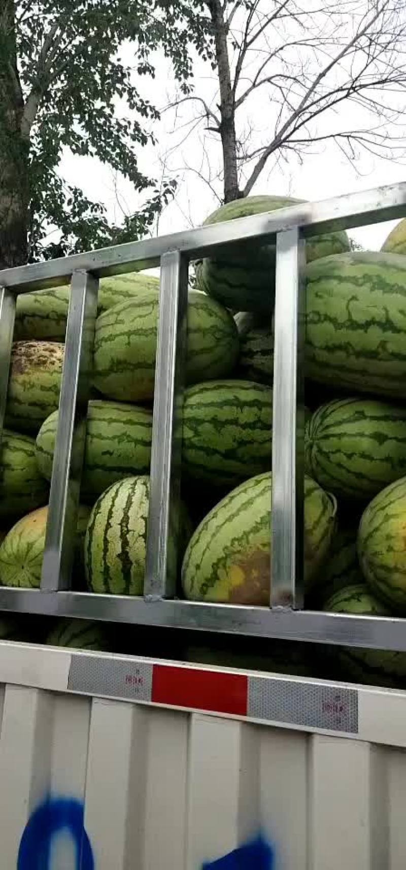 定襄西瓜，金城五号大量有货，