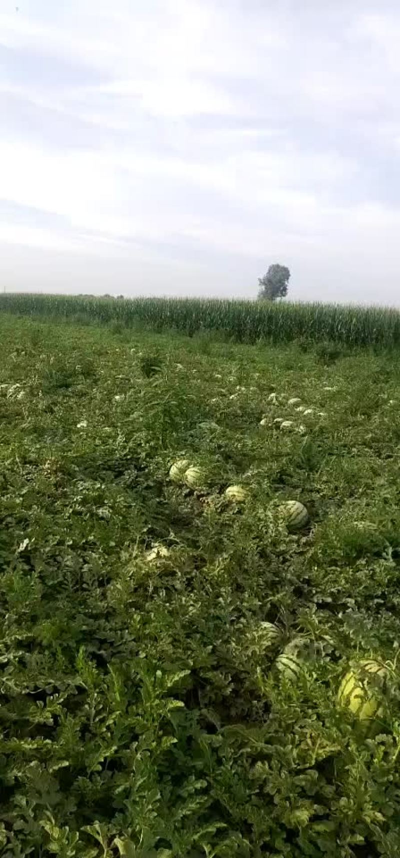 定襄西瓜，金城五号大量有货，