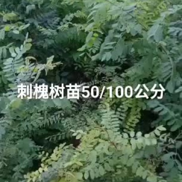 刺槐树苗一年子播苗两年苗