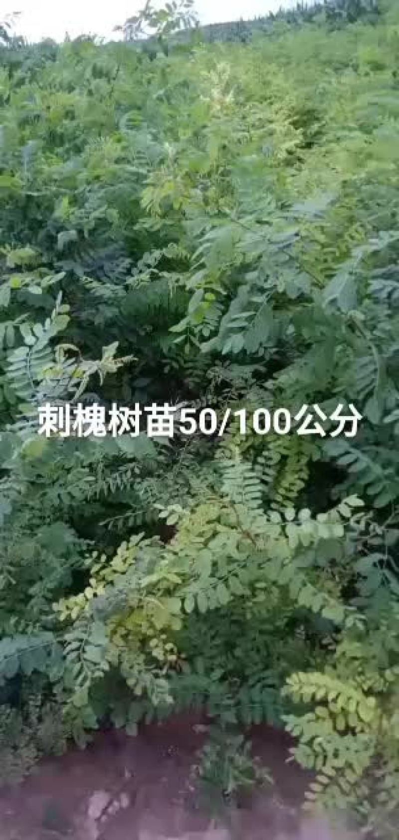 刺槐树苗一年子播苗两年苗