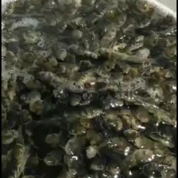 黄骨鱼，优质黄颡苗，量大从优
