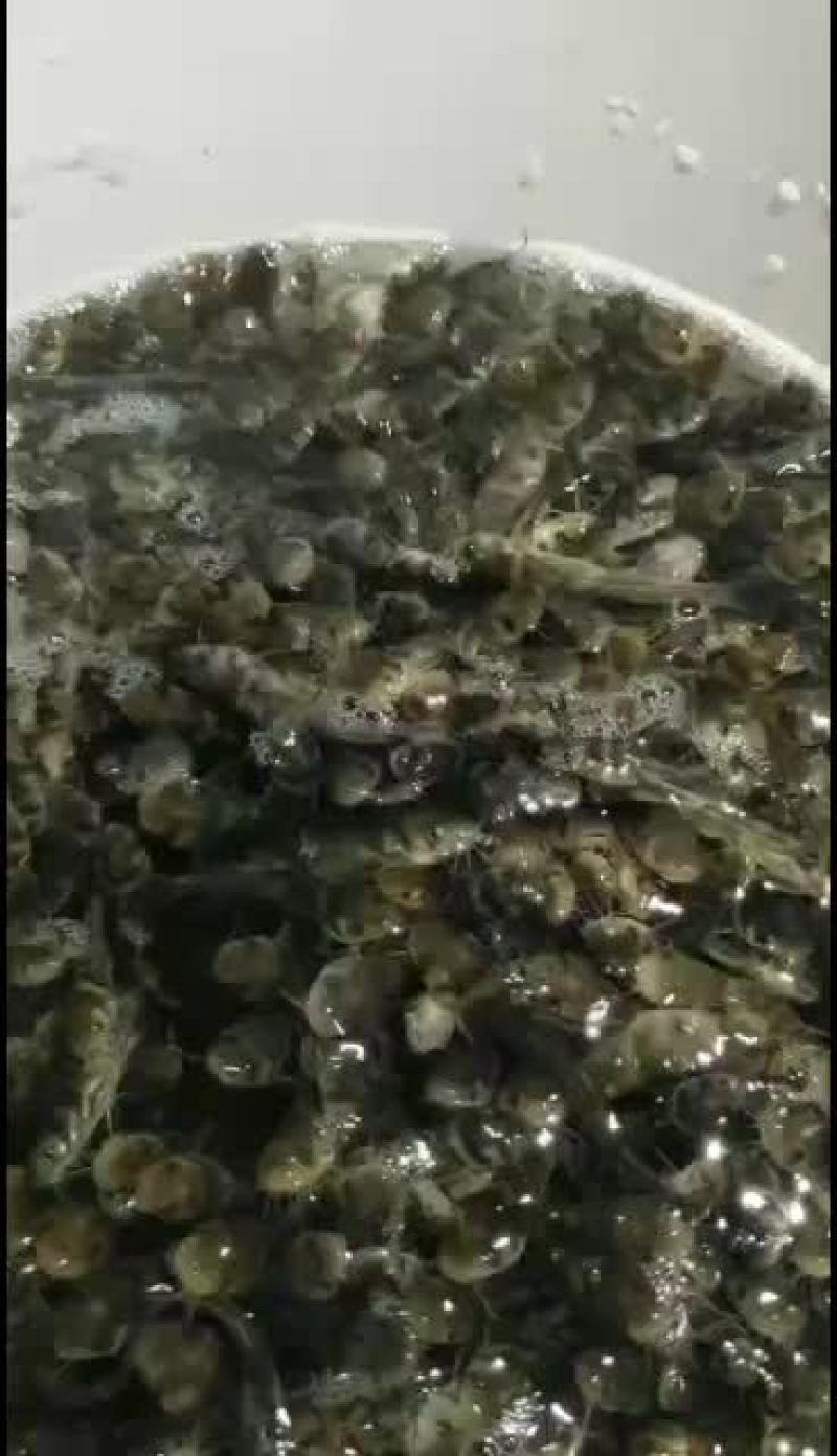 黄骨鱼，优质黄颡苗，量大从优
