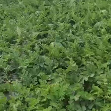 东北西瓜现在大量上市