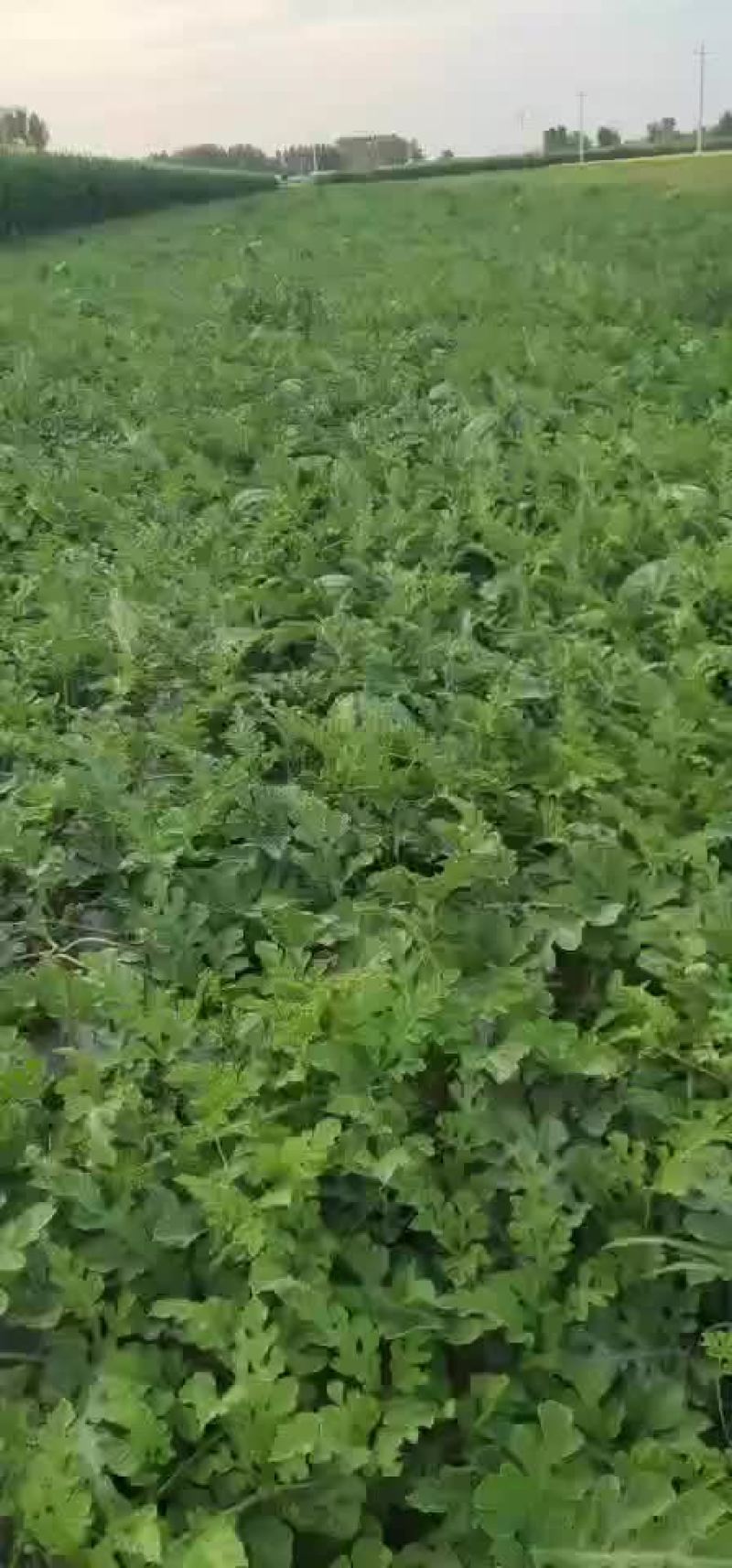 东北西瓜现在大量上市