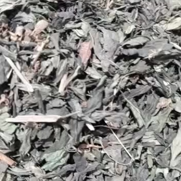 嘉煜穿心莲野生穿心莲草500g一见喜苦胆草金