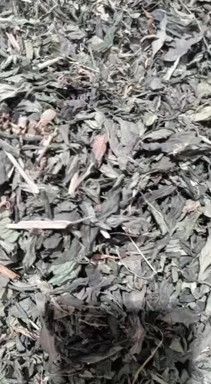 嘉煜穿心莲野生穿心莲草500g一见喜苦胆草金
