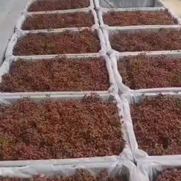 陕西富平县涧头村正宗花椒新货花椒粒大量供应欢迎批发