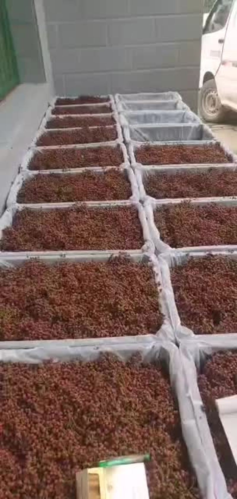 陕西富平县涧头村正宗花椒新货花椒粒大量供应欢迎批发