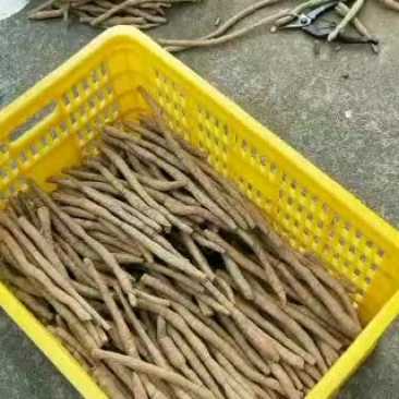 广西种植牛大力直供，隔天到达