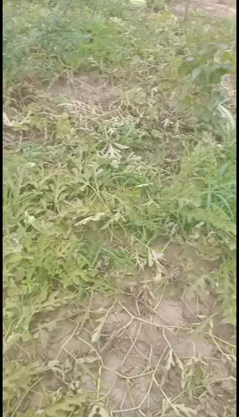 大西瓜热卖，头茬，二茬都有