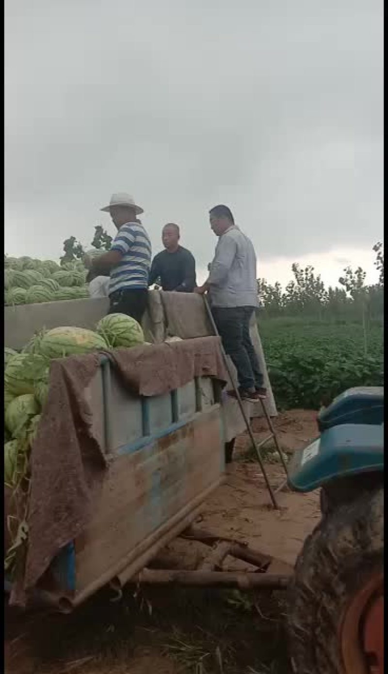 大西瓜热卖，头茬，二茬都有