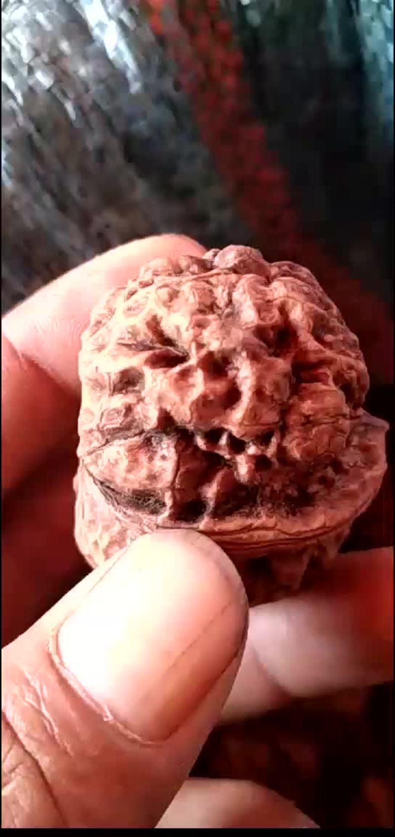 本人长期批发，零售文玩核桃质量保证欢迎电话咨询