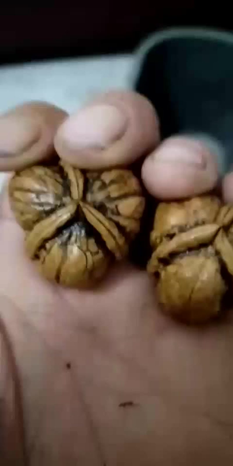 本人长期批发，零售文玩核桃质量保证欢迎电话咨询
