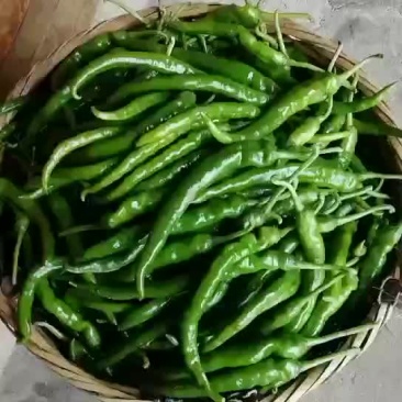 湘西6号辣椒，8号软皮辣椒，3号厚皮辣椒