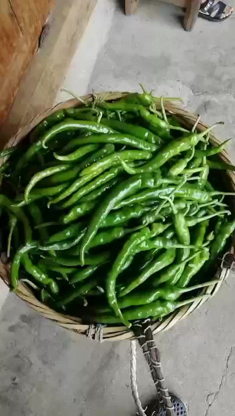 湘西6号辣椒，8号软皮辣椒，3号厚皮辣椒