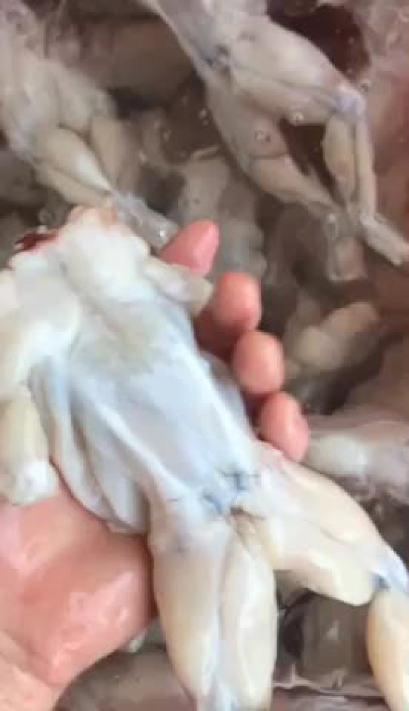 你们看就知道了，这是单冻货解冻出来的货，质量有保证放心用