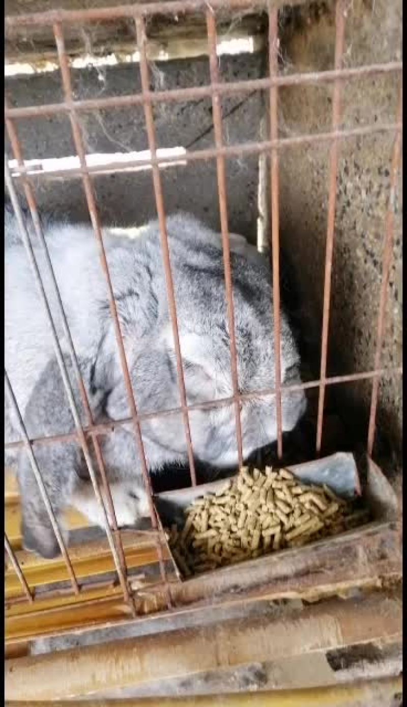 公羊兔，彩色獭兔，肉兔种兔全国各地均可发货