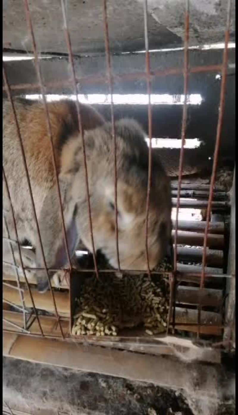 公羊兔，彩色獭兔，肉兔种兔全国各地均可发货