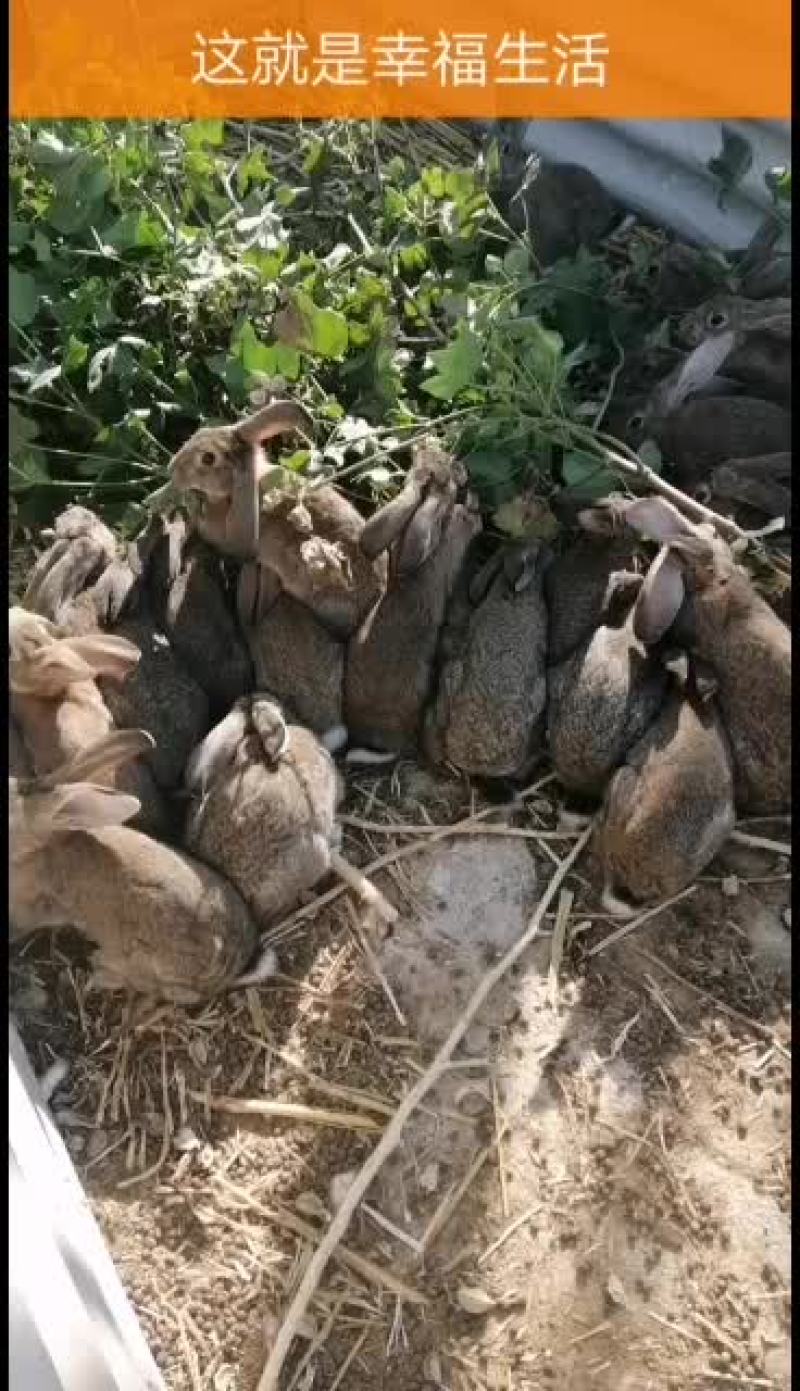 公羊兔，彩色獭兔，肉兔种兔全国各地均可发货
