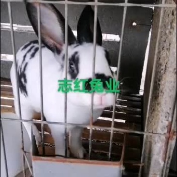 公羊兔，彩色獭兔，肉兔种兔全国各地均可发货