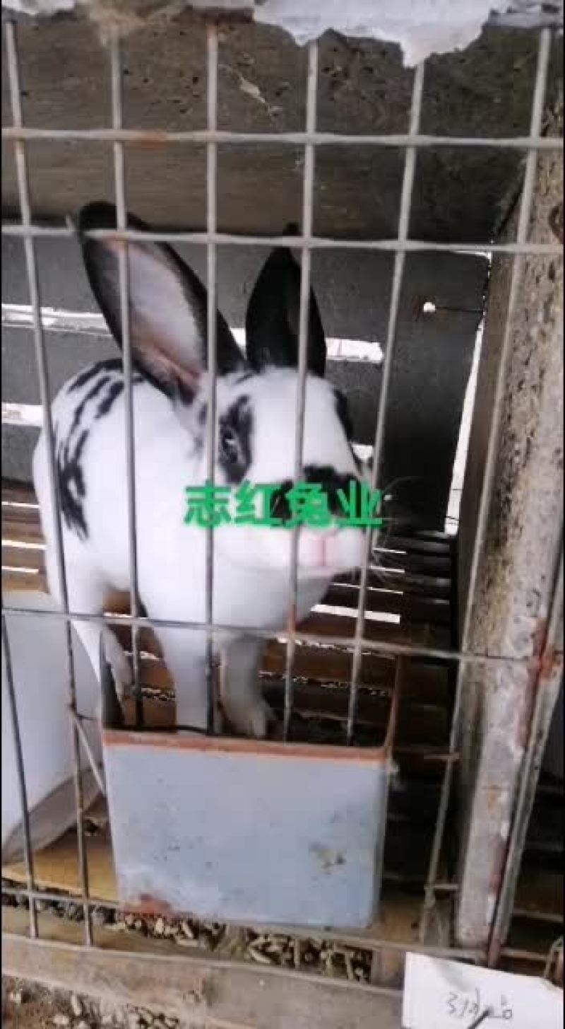 公羊兔，彩色獭兔，肉兔种兔全国各地均可发货