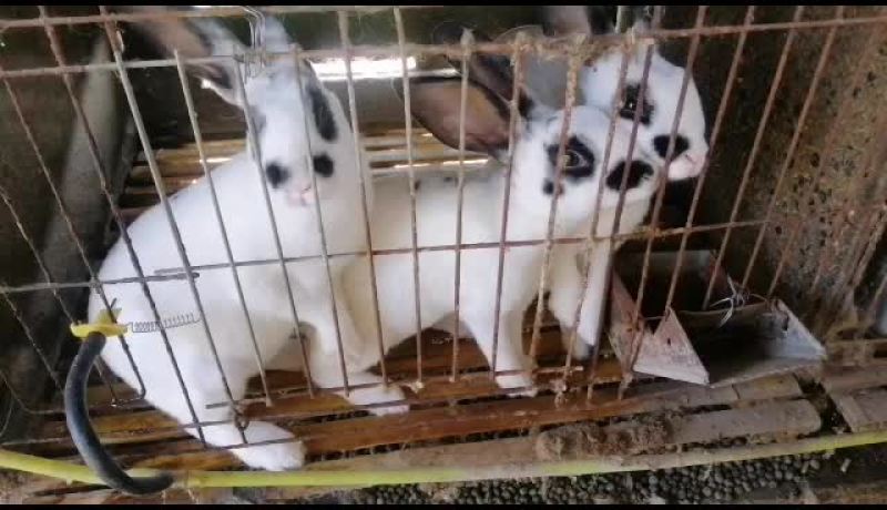 公羊兔，彩色獭兔，肉兔种兔全国各地均可发货