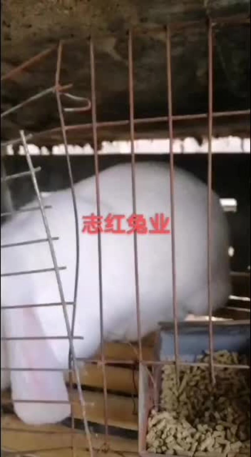 公羊兔，彩色獭兔，肉兔种兔全国各地均可发货