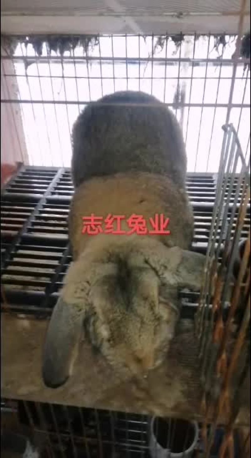 公羊兔，彩色獭兔，肉兔种兔全国各地均可发货