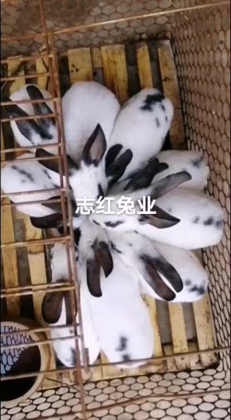 公羊兔，彩色獭兔，肉兔种兔全国各地均可发货