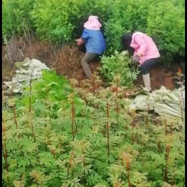 大量销售花椒苗，需要的联系