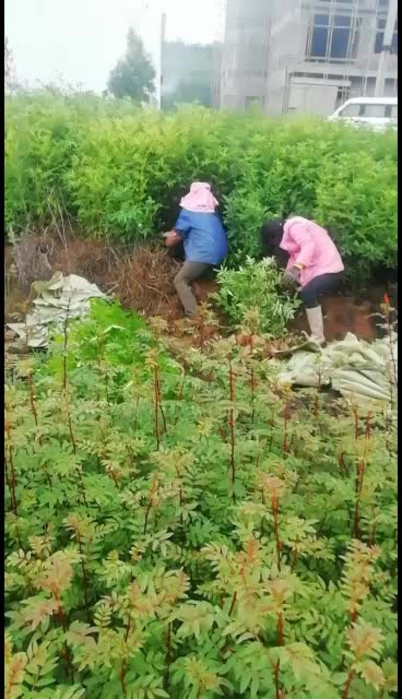大量销售花椒苗，需要的联系