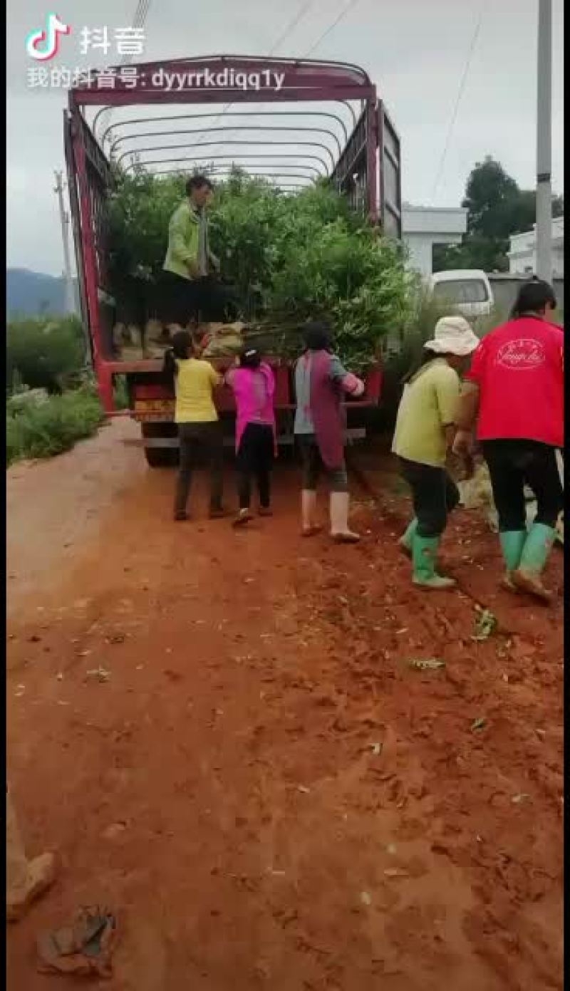 大量销售花椒苗，需要的联系
