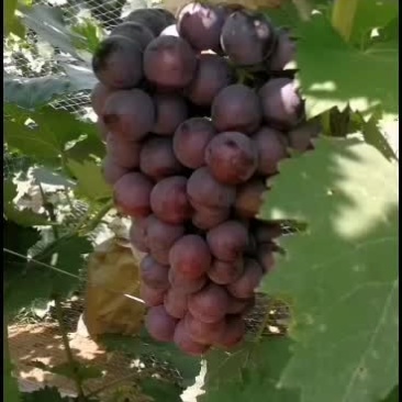 大量现货，精品套袋夏黑