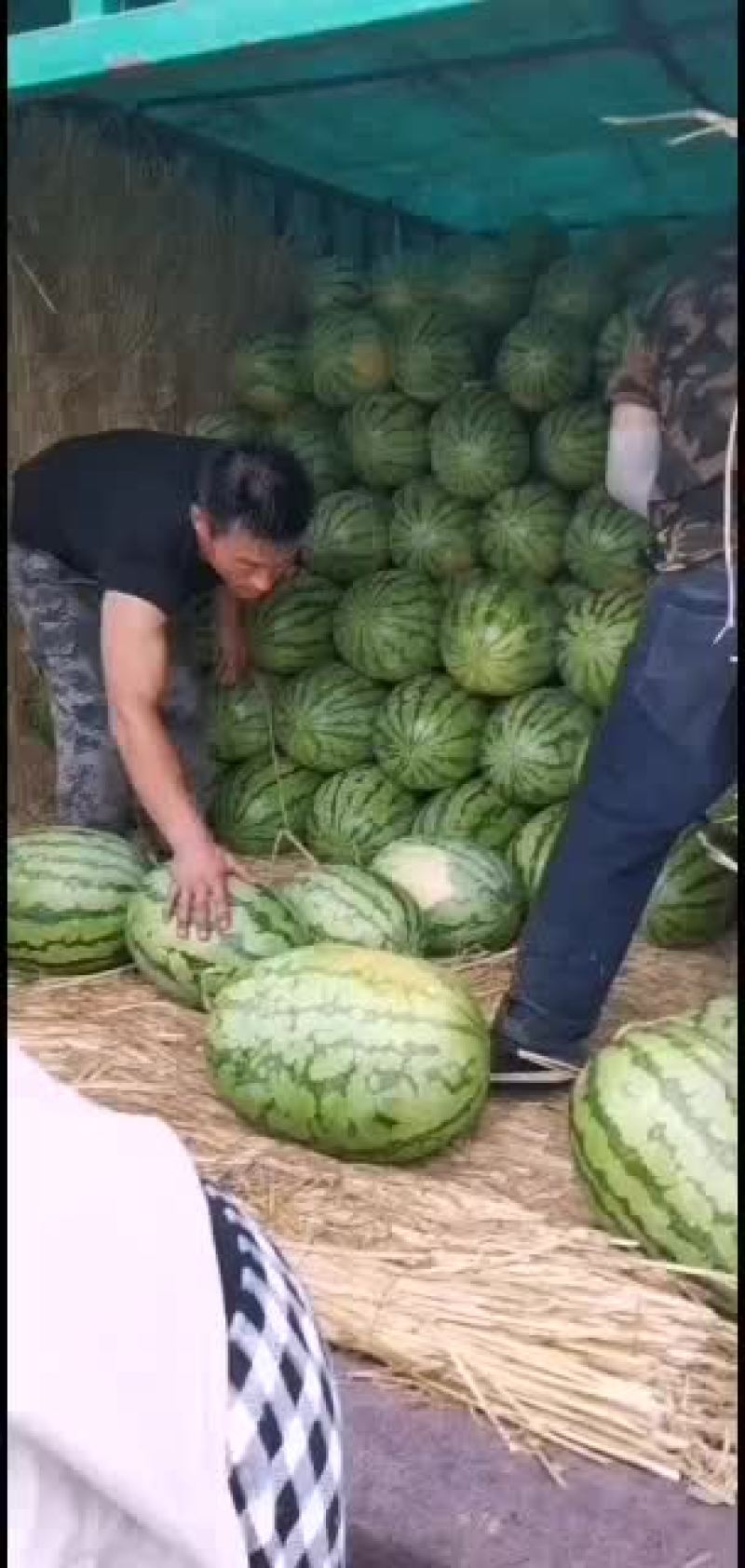诚信西瓜代办（金城五号，甜王等系列）