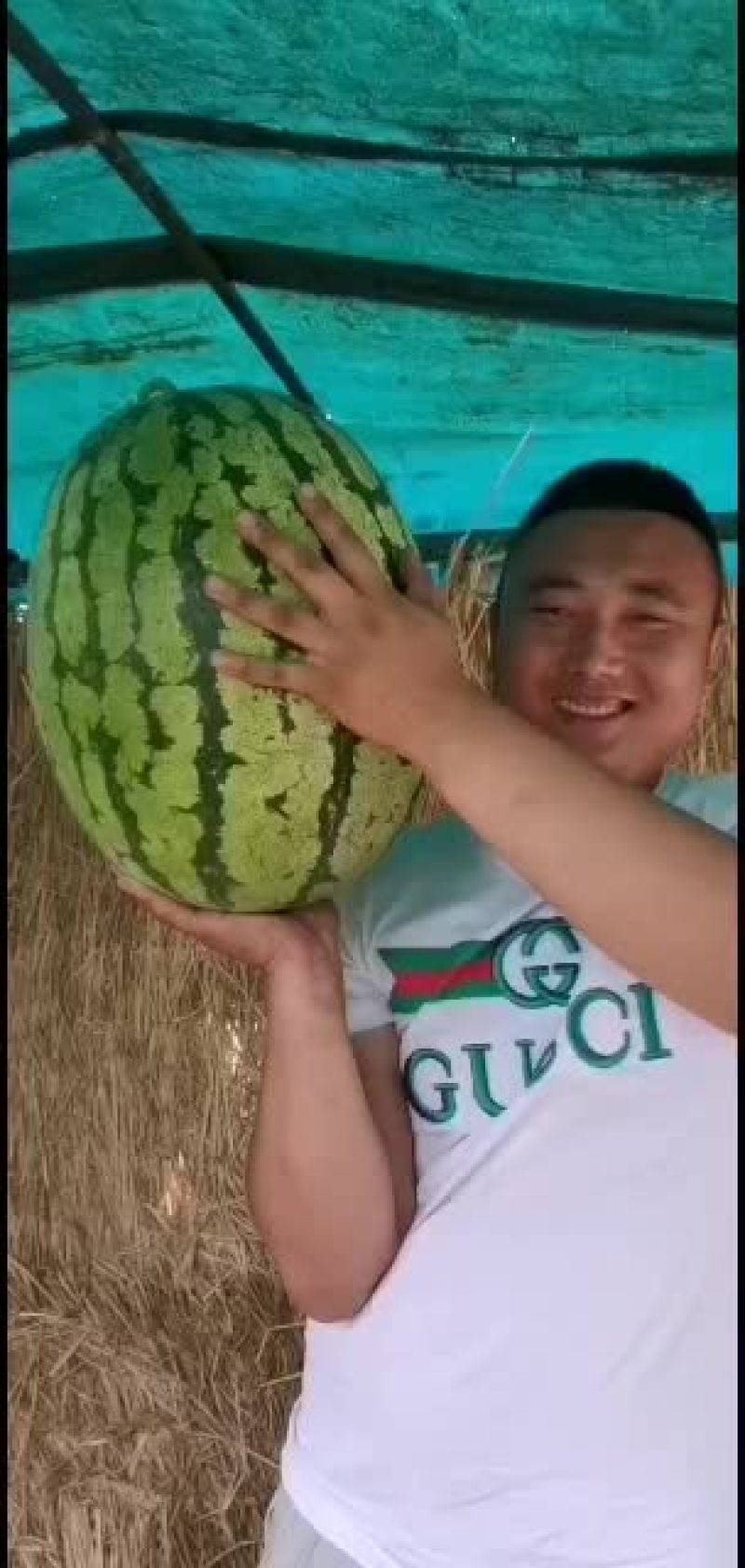 诚信西瓜代办（金城五号，甜王等系列）