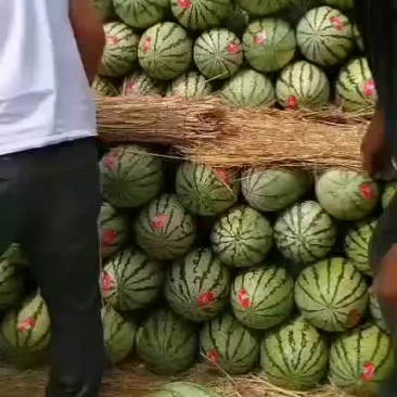 金城5