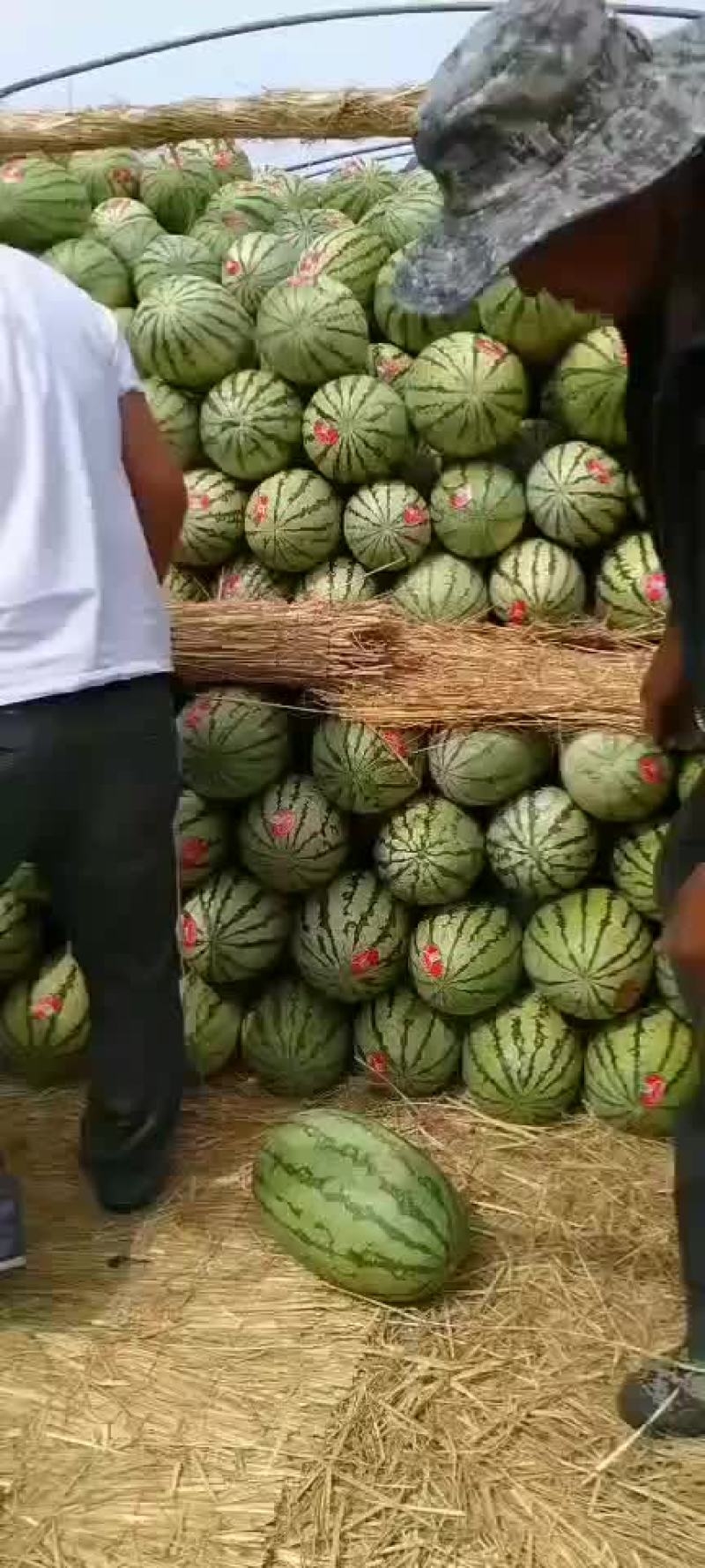 金城5