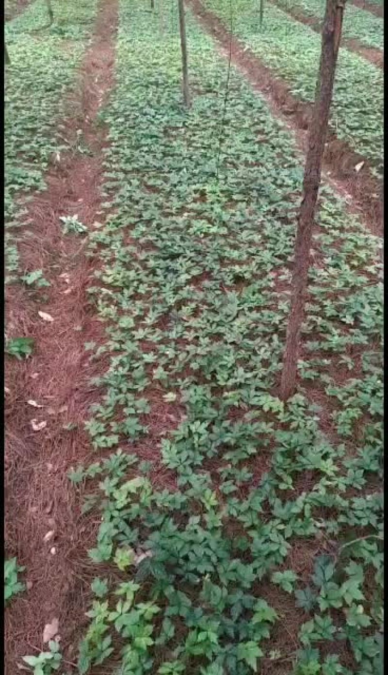 三七三七苗苗优质质量
