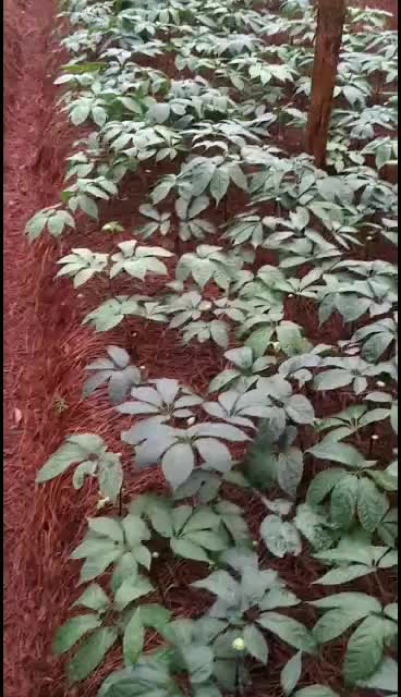 三七三七苗苗优质质量
