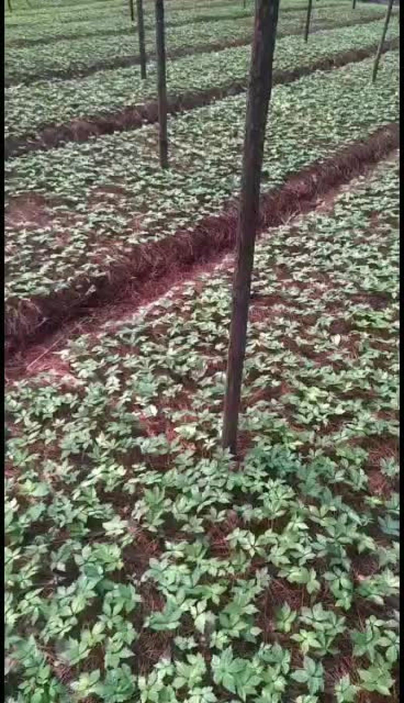 三七三七苗苗优质质量