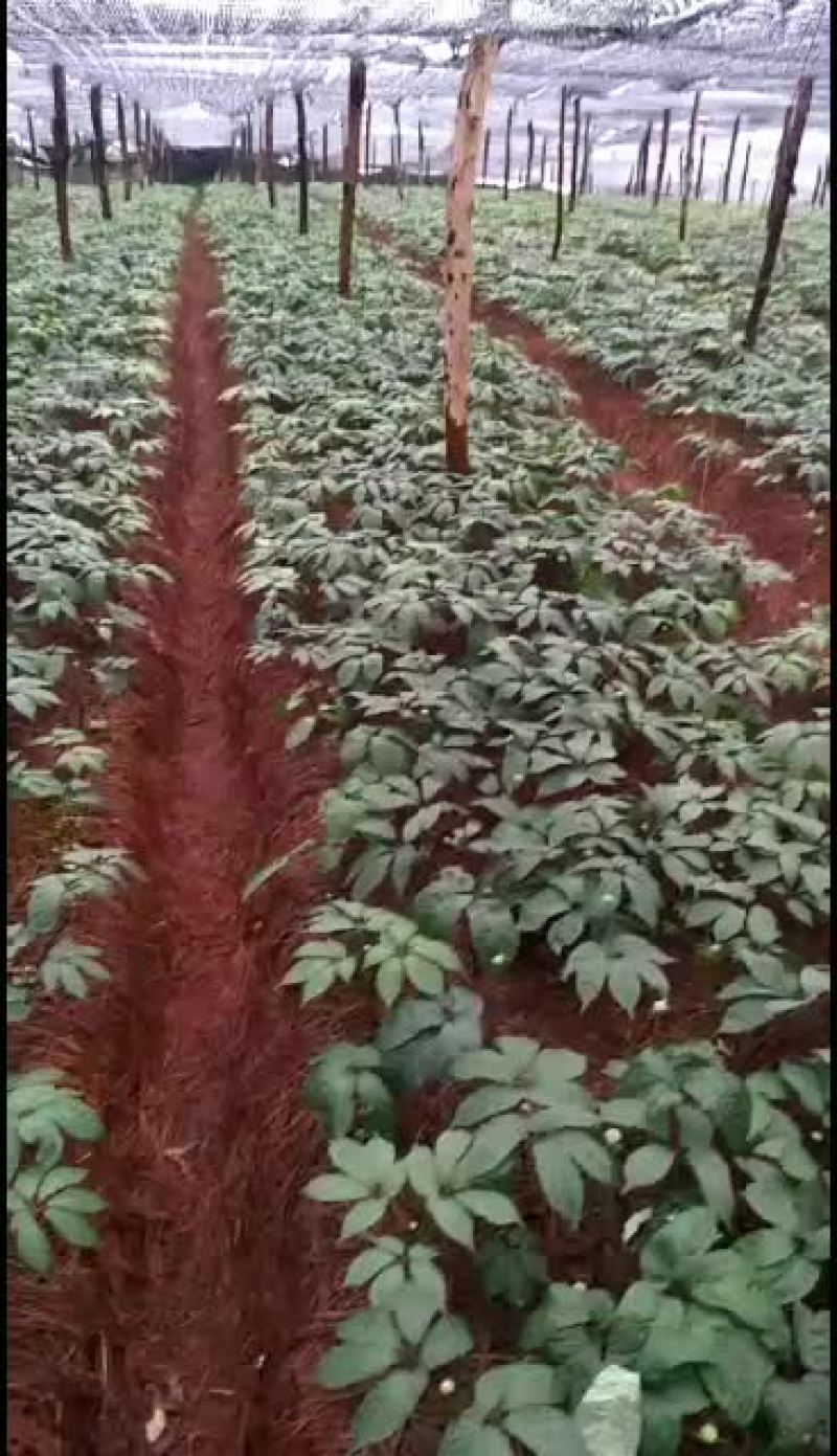 三七三七苗苗优质质量