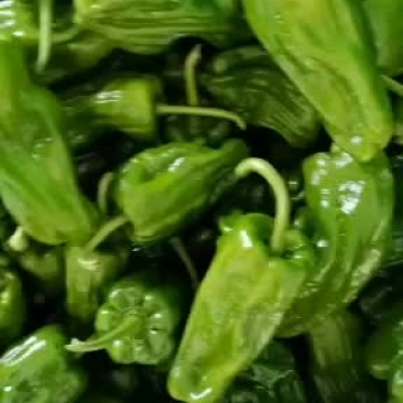 芜湖椒开始上市欢迎各地老板前来