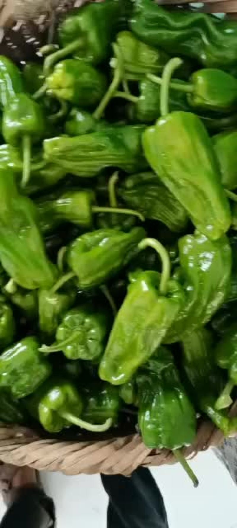 芜湖椒开始上市欢迎各地老板前来