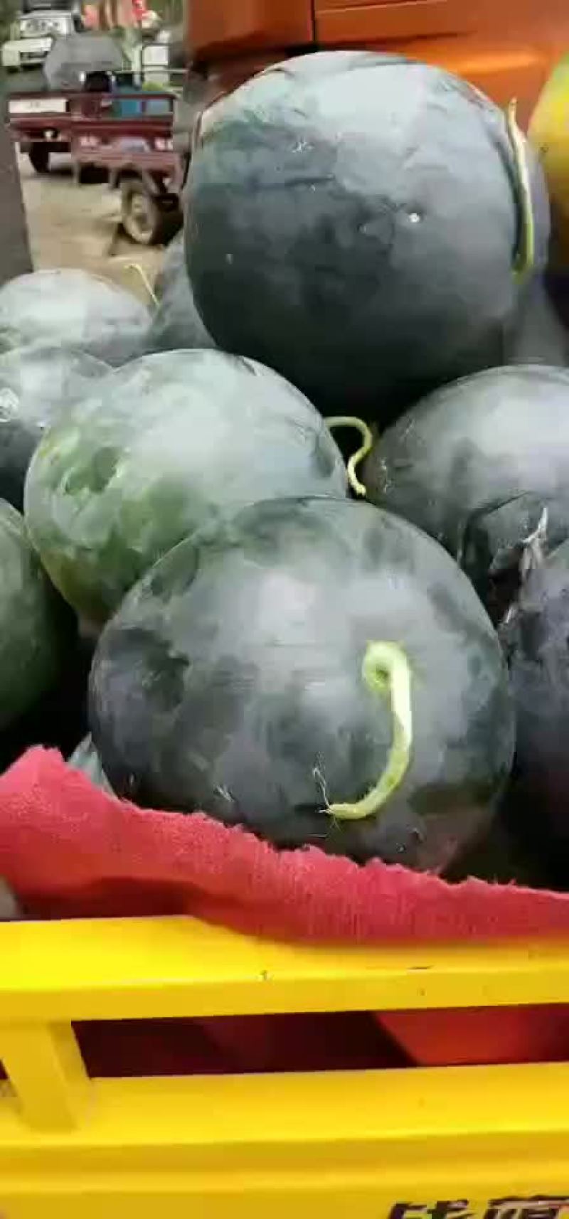 黑无籽西瓜